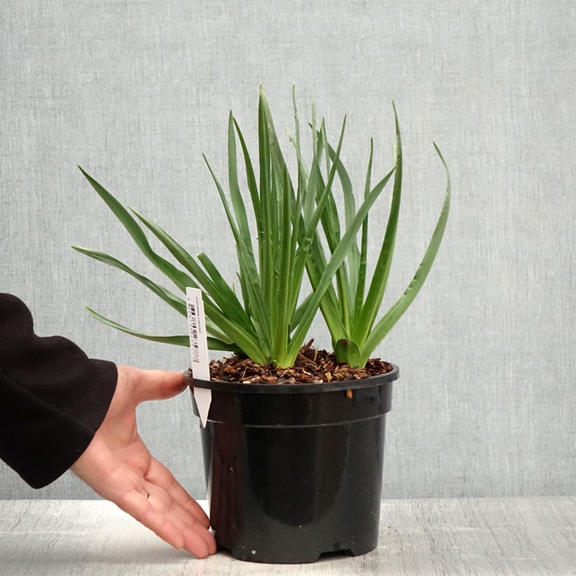 Amostra de Camássia cusickii Vaso de 2 L/3 L tal como entregue na primavera