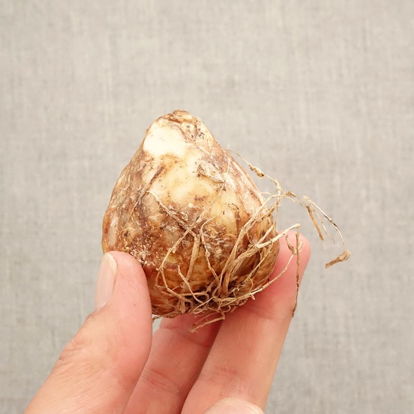 Amostra de Camassia leichtlinii Aurora Bulbo size 14+ tal como entregue na primavera