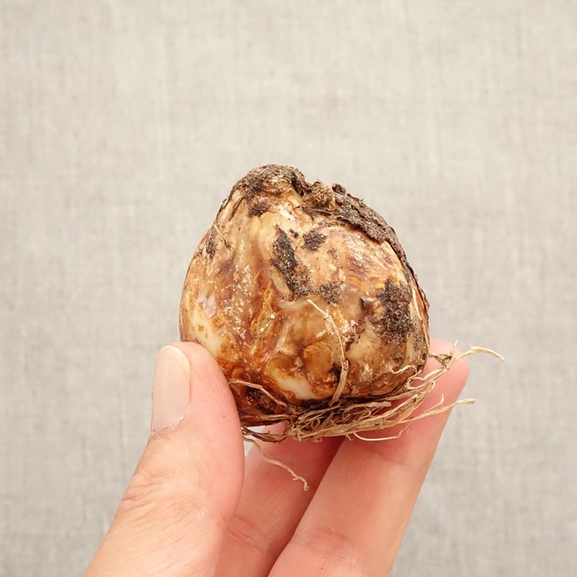 Amostra de Camássia leichtlinii Branca Bulbo Calibre 14+ tal como entregue na primavera