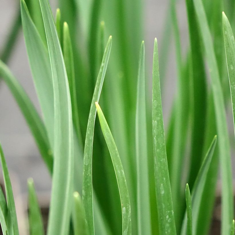Camássia leichtlinii Branca (Folhagem)