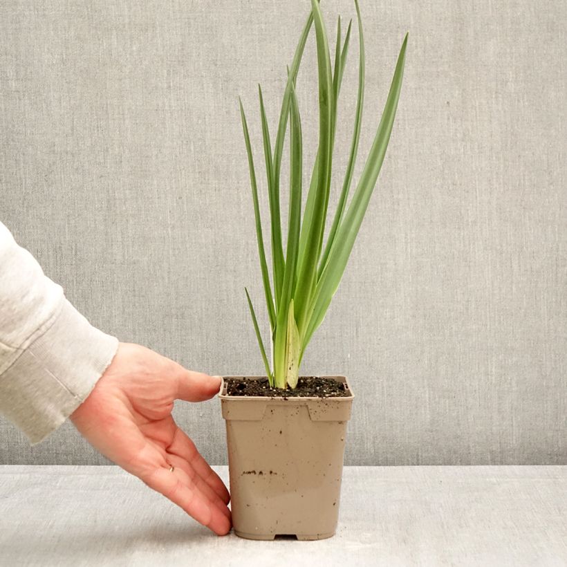 Amostra de Camássia leichtlinii Branca Vaso de 12 cm/13 cm Calibre 14+ tal como entregue na primavera