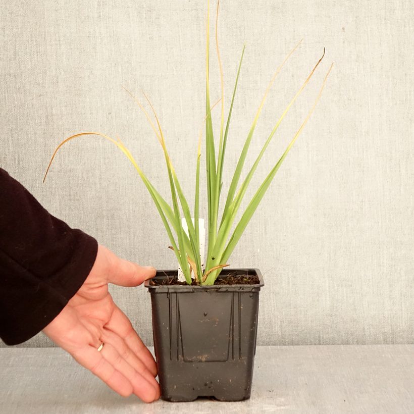 Amostra de Camássia leichtlinii Branca Vaso de 1 L/1,5 L Calibre 14+ tal como entregue na primavera