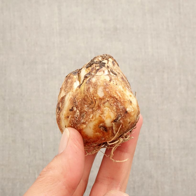 Amostra de Camássia leichtlinii Caerulea Bulbo Calibre 14+ tal como entregue na primavera