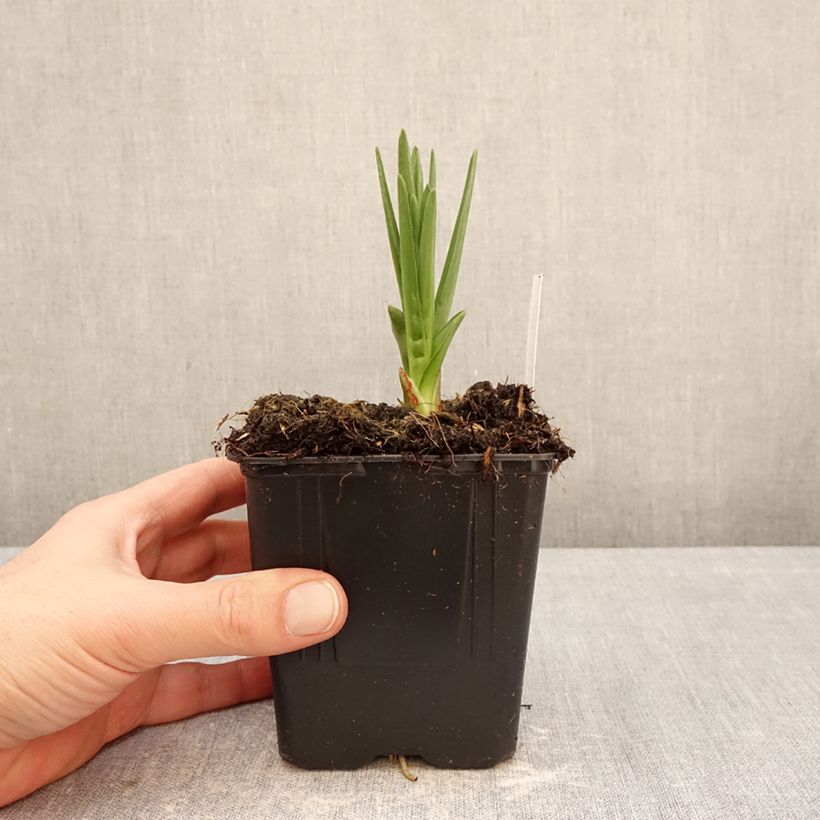 Amostra de Camássia leichtlinii Caerulea Vaso de 1 L/1,5 L tal como entregue no inverno