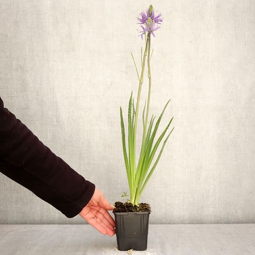 Amostra de Camássia leichtlinii Caerulea Vaso de 1 L/1,5 L tal como entregue na primavera