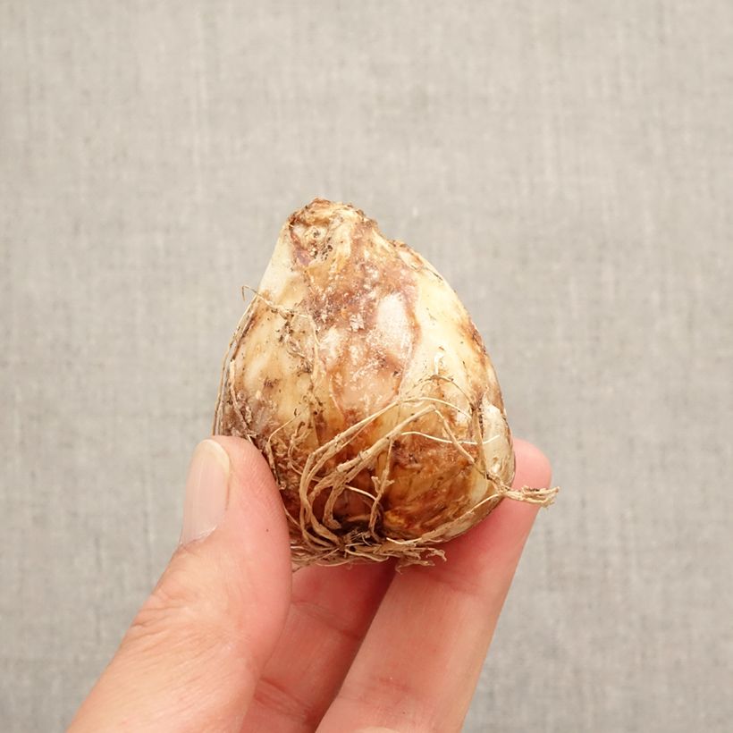 Amostra de Camassia leichtlinii Sacajawea Bulbo size 14+ tal como entregue na primavera