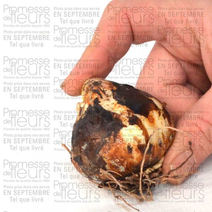 Exemplo de amostra de Camassia leichtlinii Semiplena Bulbe calibre 12+ tal como entregue