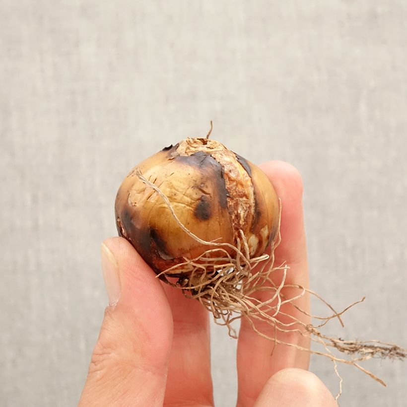 Amostra de Camassia leichtlinii Semiplena Bulbo size 12+ tal como entregue na primavera