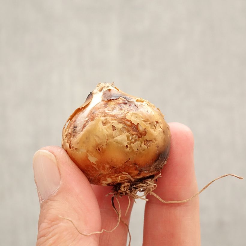 Amostra de Camassia leichtlinii Silk River Bulbe Kaliber/Größe 12+ tal como entregue na primavera