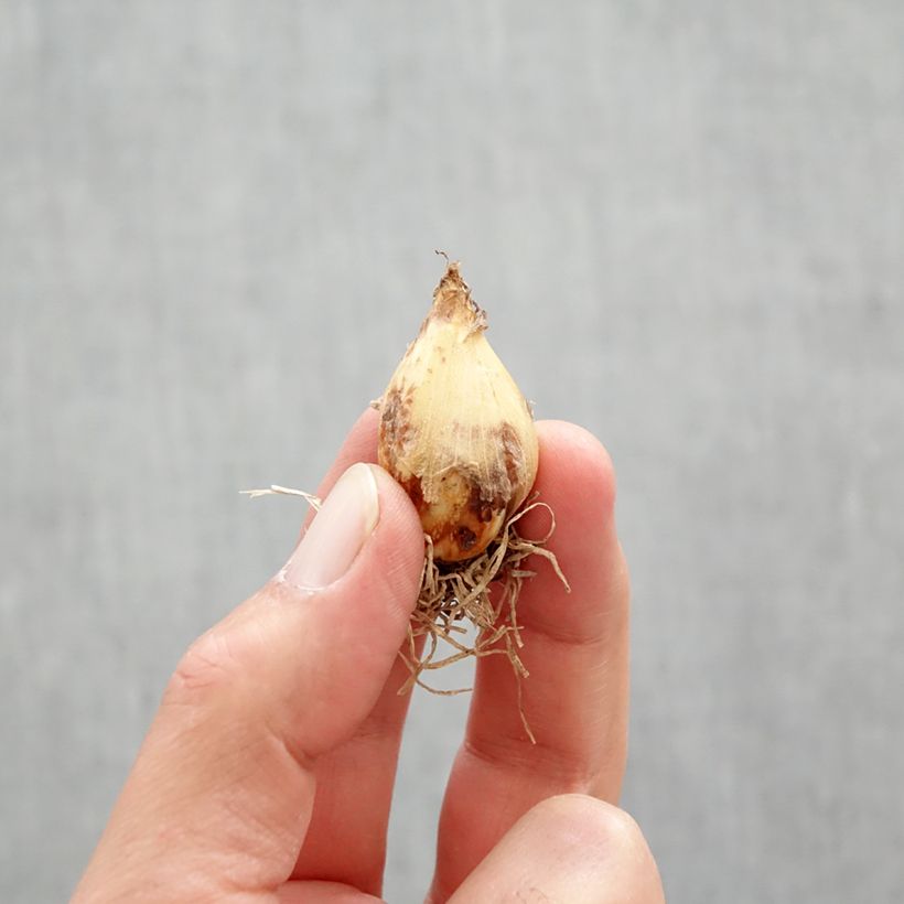 Amostra de Camássia quamash Blue Melody Bulbo Calibre 6+ tal como entregue na primavera