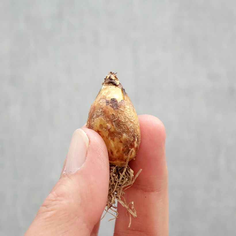 Amostra de Camassia quamash Bulbe Kaliber/Größe 6+ tal como entregue na primavera