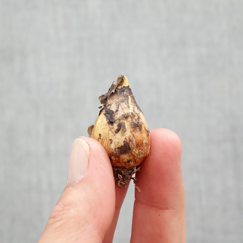 Amostra de Camássia quamash Orion Bulbo Calibre 6+ tal como entregue na primavera