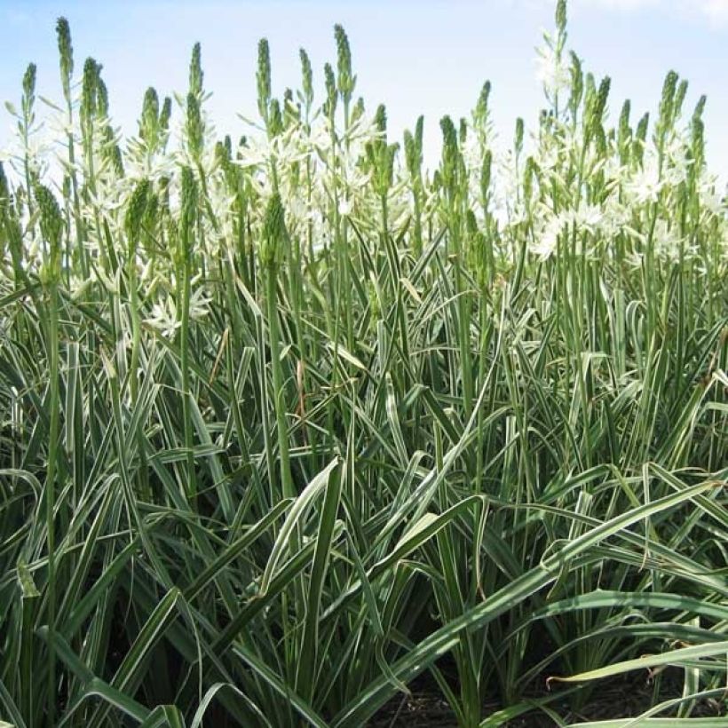 Camássia leichtlinii Sacajawea (Hábito)