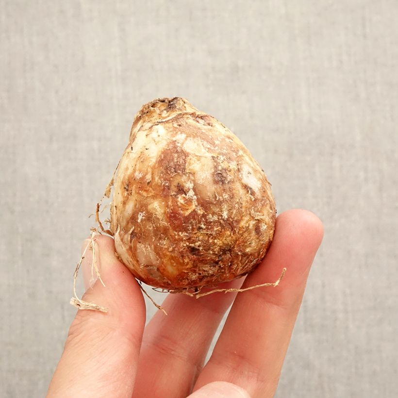 Amostra de Camassia Zwanenburg Wisteria Blue Bulbo size 14/16 tal como entregue na primavera