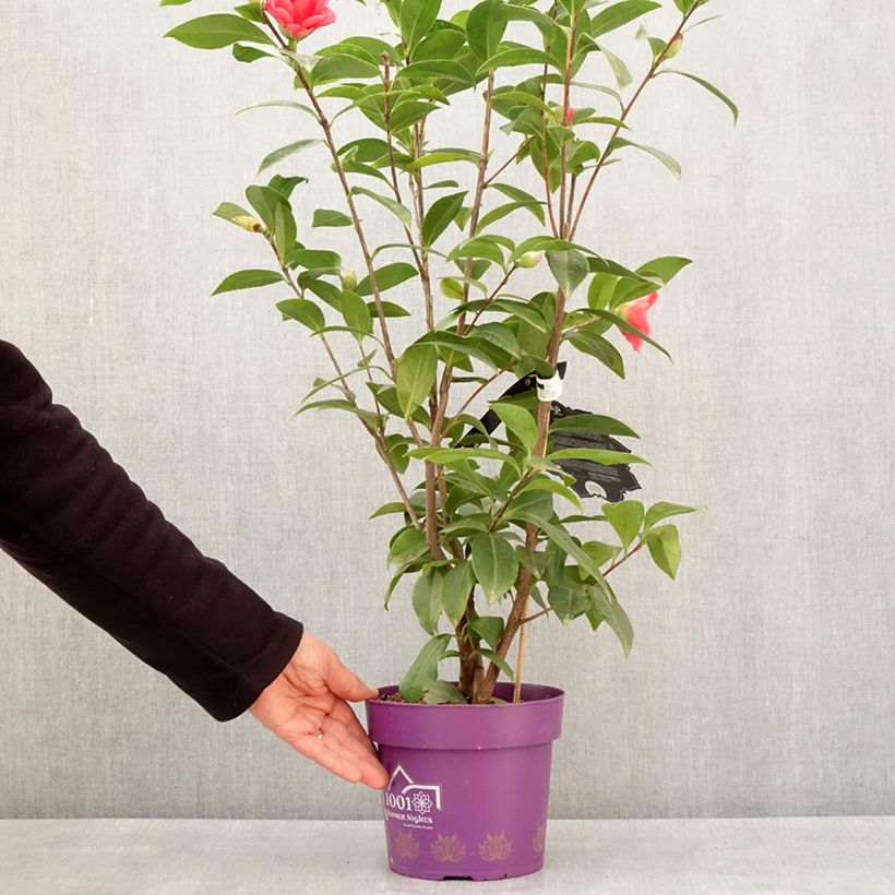 Amostra de Camélia 1001 Summer Nights Jasmine - Camellia x changii Pot de 3L/4L tal como entregue no inverno
