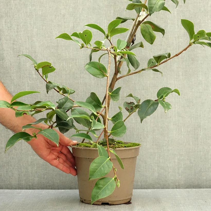 Amostra de Camélia japonica Baby Sis Pink Vaso de 4 L/5 L tal como entregue no verão