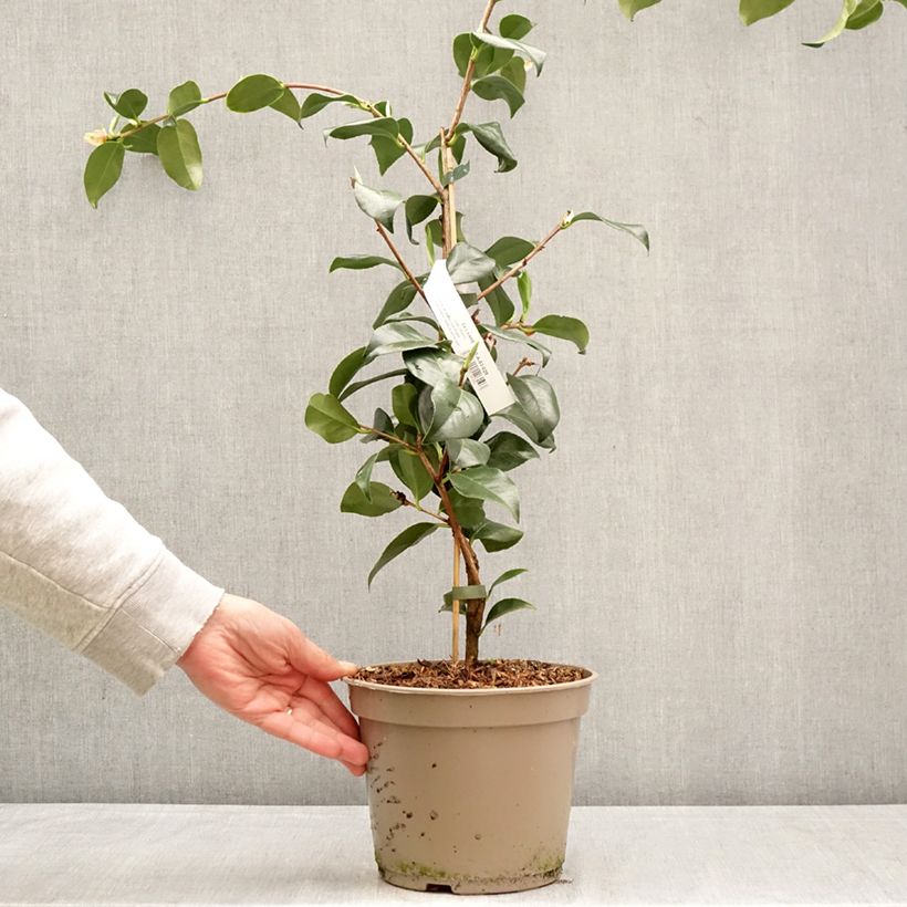 Amostra de Camélia japonica Baby Sis Pink Vaso de 4 L/5 L tal como entregue na primavera