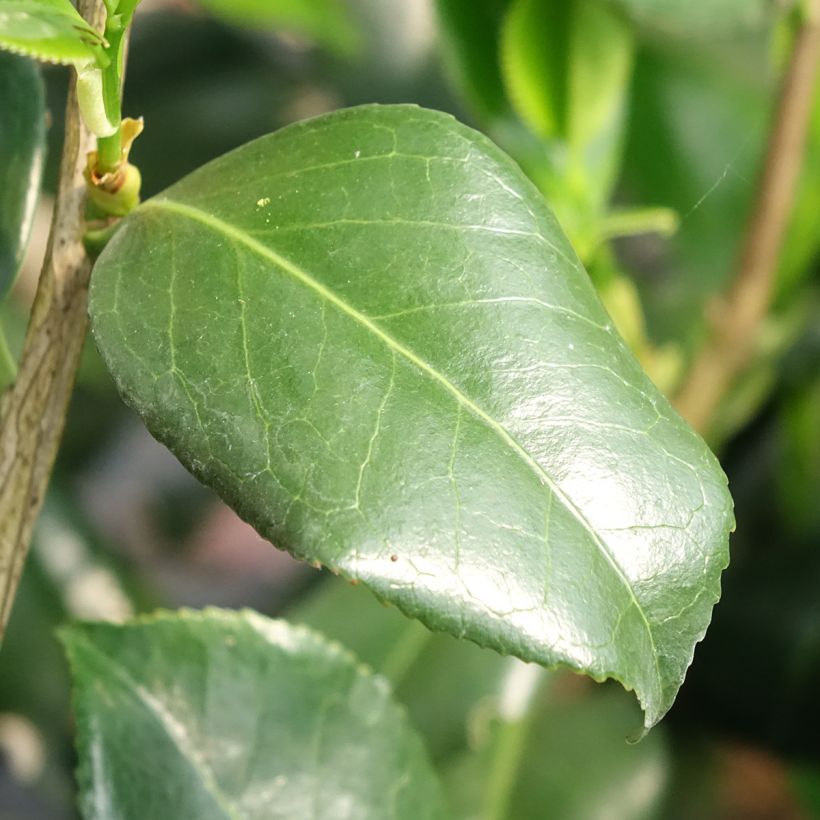 Camélia japonica Betty Foy Sanders (Folhagem)