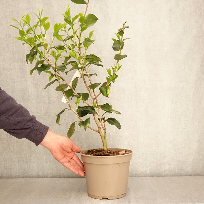 Amostra de Camélia japonica Betty Foy Sanders Vaso de 4 L/5 L tal como entregue na primavera