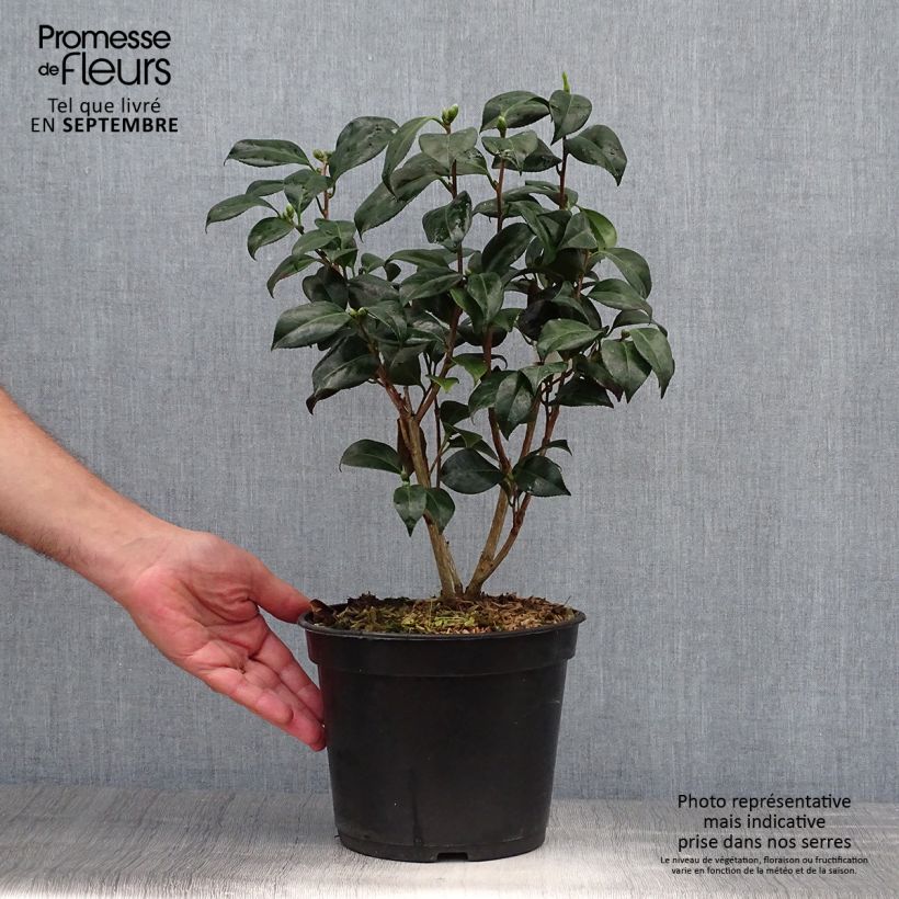Amostra de Camélia japonica Bob's Tinsie Vaso de 4 L/5 L tal como entregue no outono