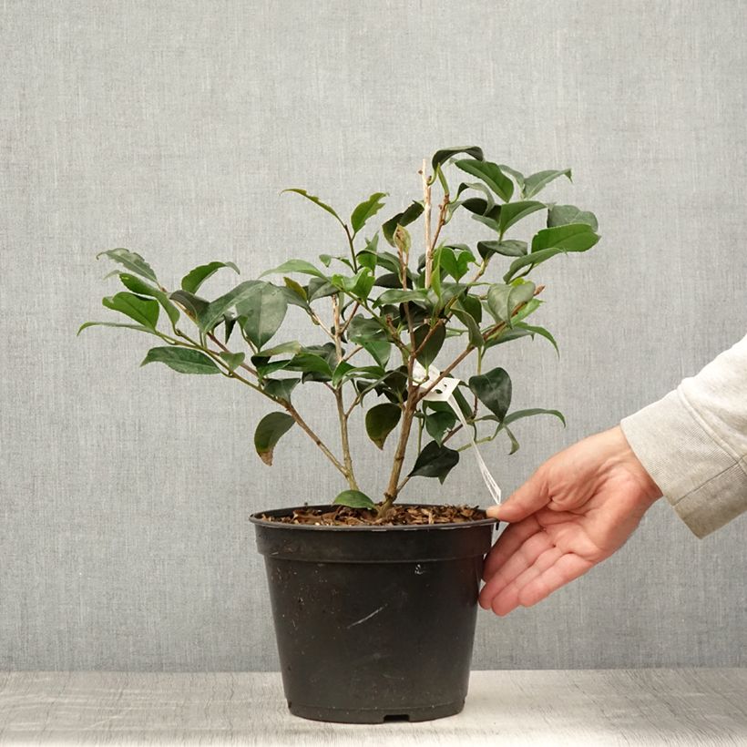 Amostra de Camélia japonica Bob's Tinsie Vaso de 4 L/5 L tal como entregue no verão