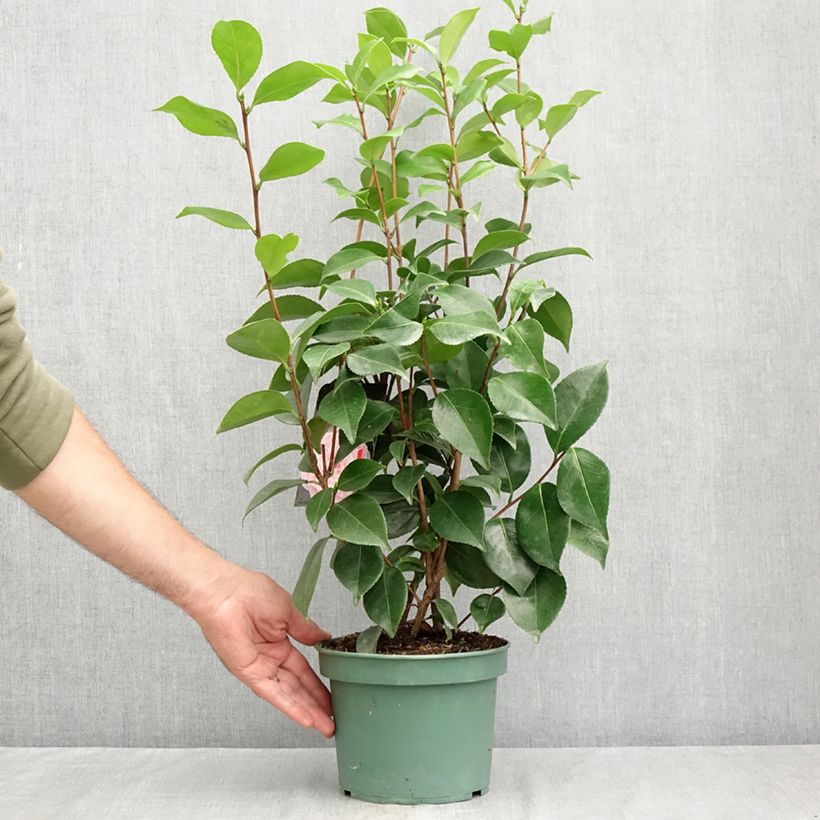 Amostra de Camélia japonica Bonomiana Vaso de 3 L/4 L tal como entregue no verão