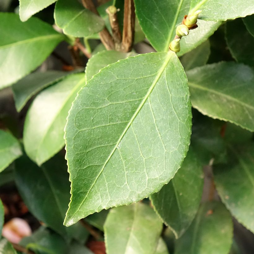Camélia japonica Bonomiana (Folhagem)