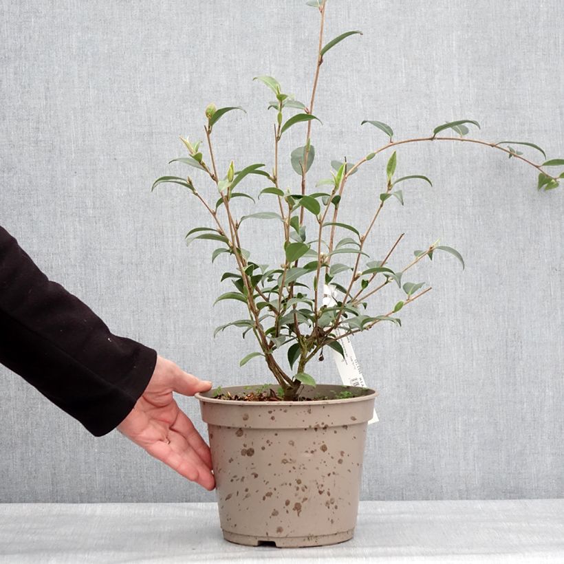 Amostra de Camélia champêtre - Camellia Fairy Wand Vaso de 3 L/4 L tal como entregue no inverno