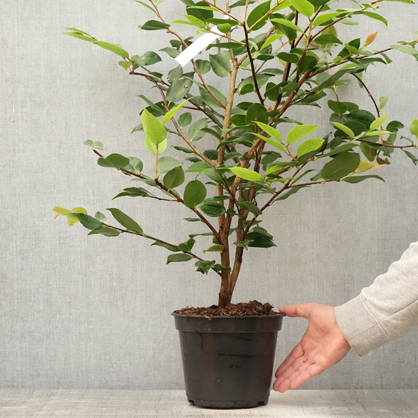 Amostra de Camélia lutchuensis High Fragrance Vaso de 3 L/4 L tal como entregue no verão