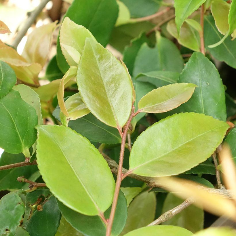 Camélia lutchuensis Quintessence (Folhagem)