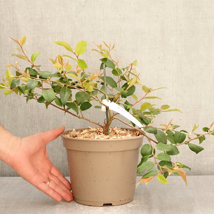 Amostra de Camélia lutchuensis Quintessence Vaso de 4 L/5 L tal como entregue na primavera