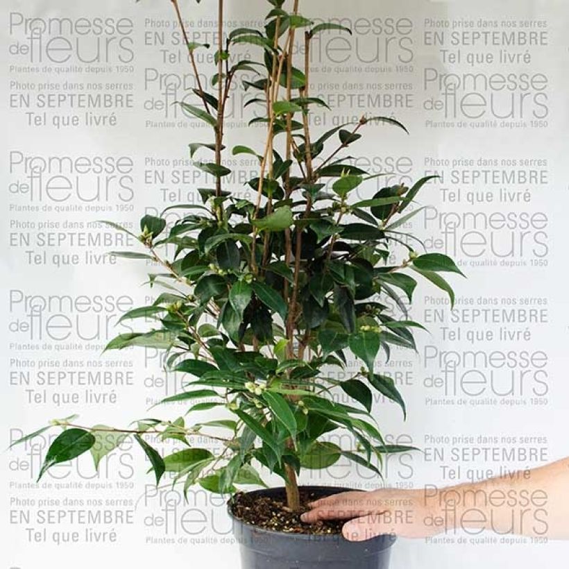 Exemplo de amostra de Camélia champêtre - Camellia Spring Festival Pot de 3L/4L tal como entregue