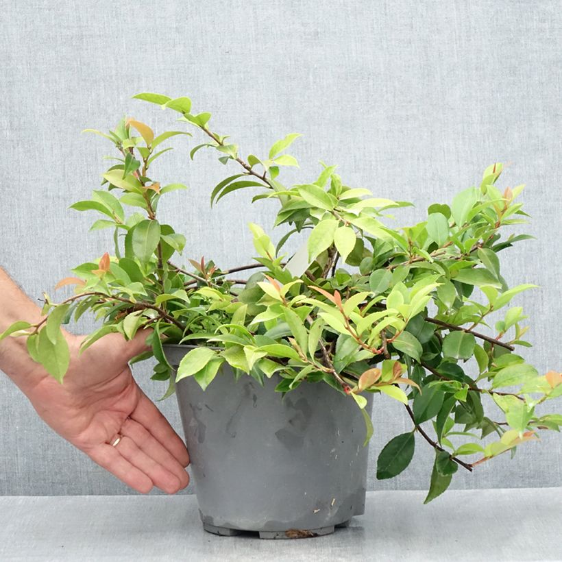 Amostra de Camélia lutchuensis Sweet Emily Kate Vaso de 4 L/5 L tal como entregue no verão