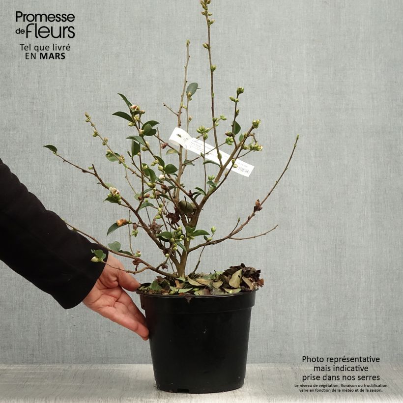 Amostra de Camélia lutchuensis Fairy blush Vaso de 3 L/4 L tal como entregue na primavera