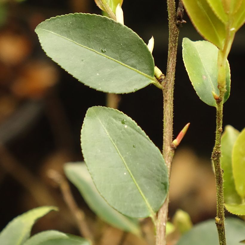 Camélia lutchuensis Fairy blush (Folhagem)