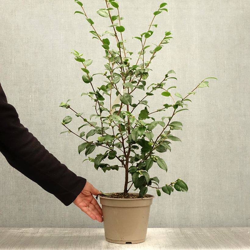 Amostra de Camélia lutchuensis Koto No Kaori Vaso de 4 L/5 L tal como entregue no outono