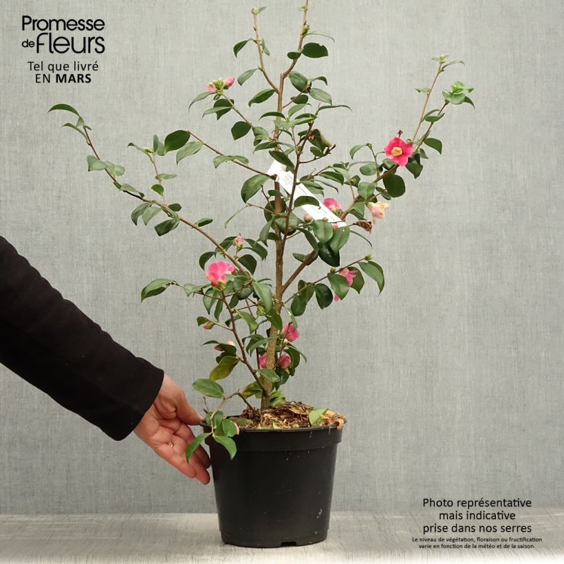 Amostra de Camélia lutchuensis Koto No Kaori Vaso de 4 L/5 L tal como entregue na primavera