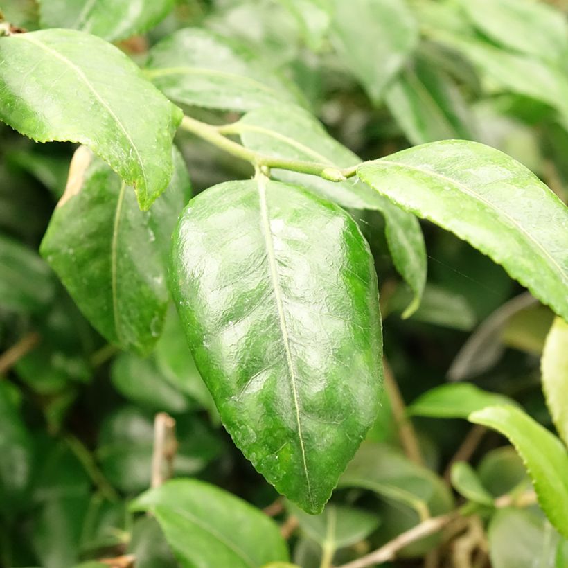 Camélia lutchuensis Koto No Kaori (Folhagem)