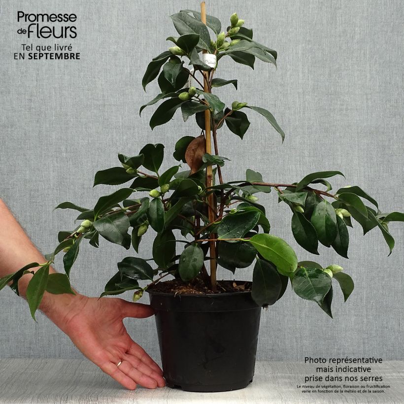 Amostra de Camélia japonica chandleri Elegans Vaso de 4 L/5 L tal como entregue no outono