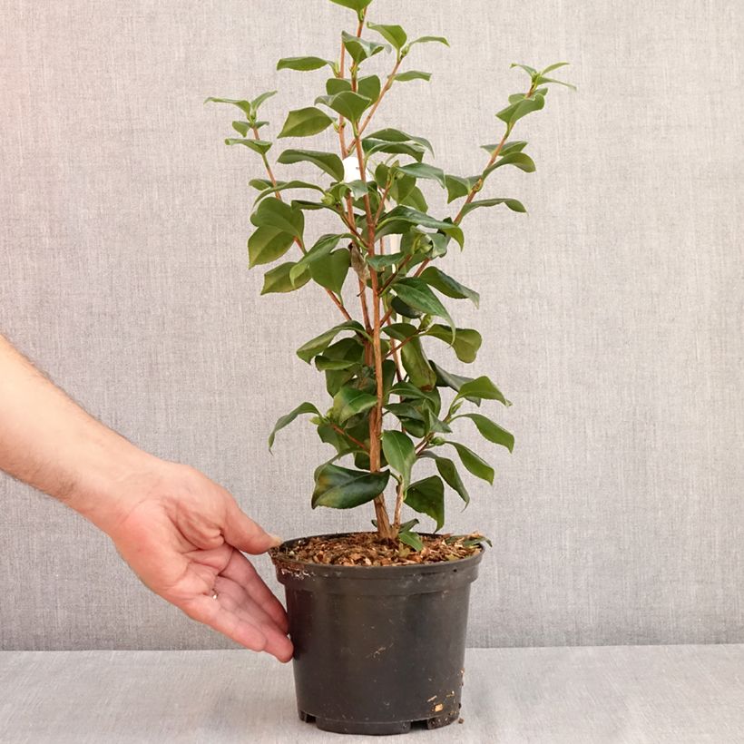 Amostra de Camélia japonica Sweet Olive Vaso de 2 L/3 L tal como entregue no verão