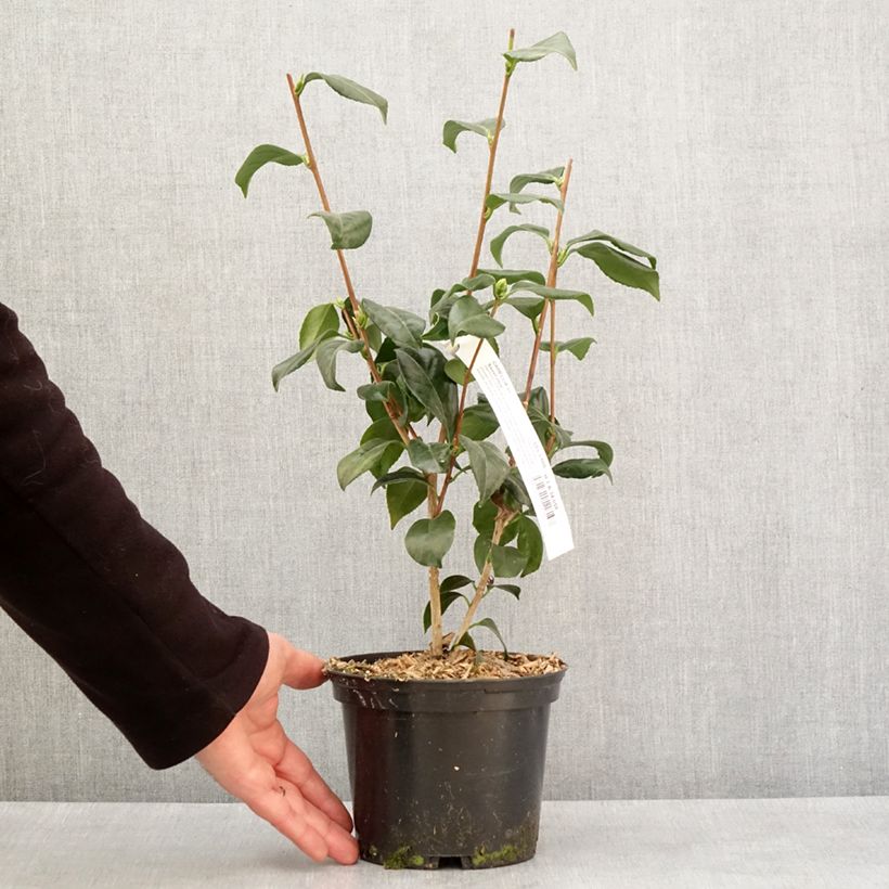 Amostra de Camélia classique - Camellia japonica Sweet Olive Vaso de 2 L/3 L tal como entregue no inverno