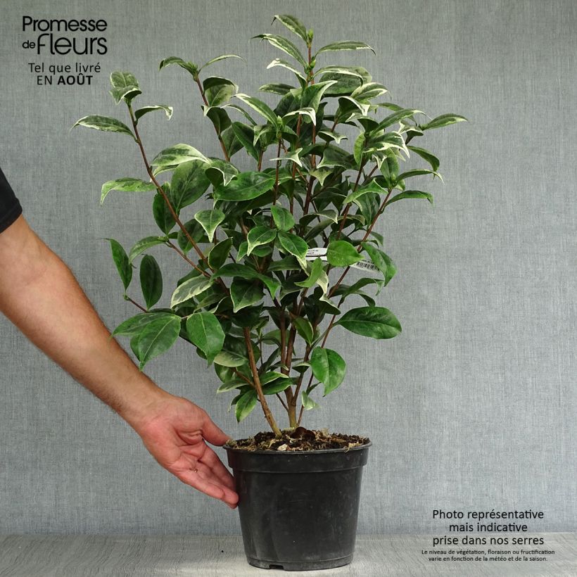 Amostra de Camélia japonica Kerguelen Vaso de 4 L/5 L tal como entregue no verão