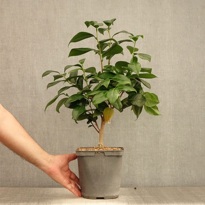 Amostra de Camélia japonica Nuccio's Jewel Vaso de 3 L/4 L tal como entregue no verão