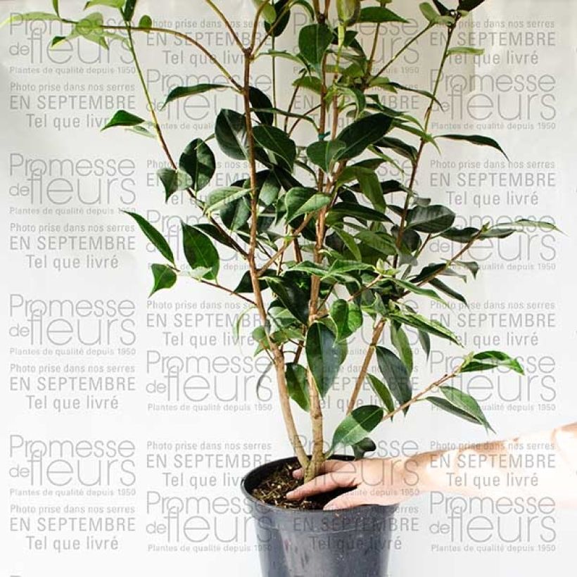 Exemplo de amostra de Camélia Royal Velvet Vaso de 4 L/5 L tal como entregue