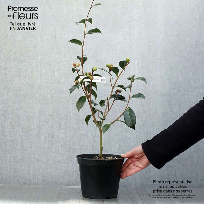 Amostra de Camélia Spring Daze Vaso de 4 L/5 L tal como entregue no inverno