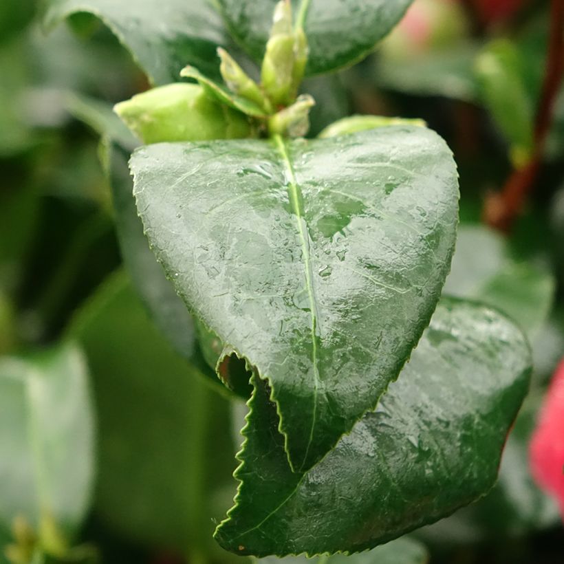 Camélia japonica Comte de Gomer (Folhagem)
