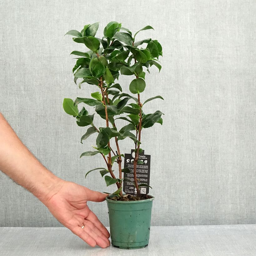 Amostra de Camélia Comte de Gomer - Camellia japonica Vaso de 12 cm/13 cm tal como entregue no verão