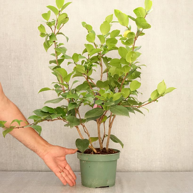 Amostra de Camélia japonica Comte de Gomer Vaso de 2 L/3 L tal como entregue no verão
