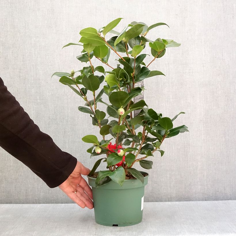 Amostra de Camélia Comte de Gomer - Camellia japonica Vaso de 2 L/3 L tal como entregue no inverno