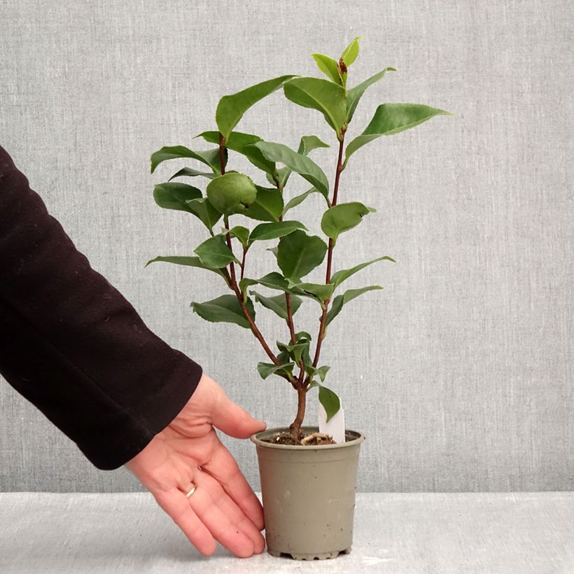 Amostra de Camélia japonica Coquetti Vaso de 8/9 cm tal como entregue no inverno